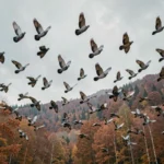 Vol massif de palombes au-dessus d'une forêt de chênes pyrénéenne en automne lors de la migration annuelle